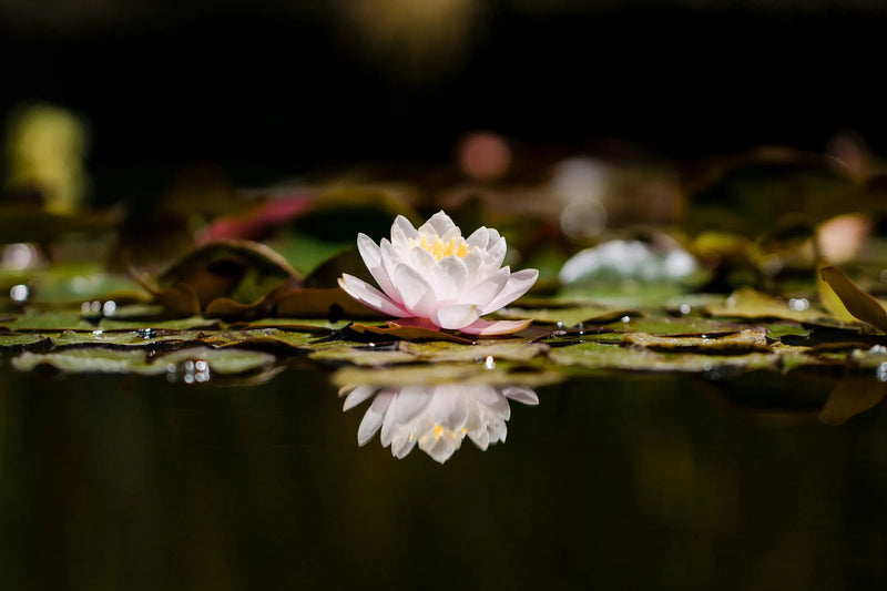 Lotus Basket Gemstone Jewelry