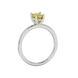Side profile, white gold canary yellow ring, classic basket gallery.